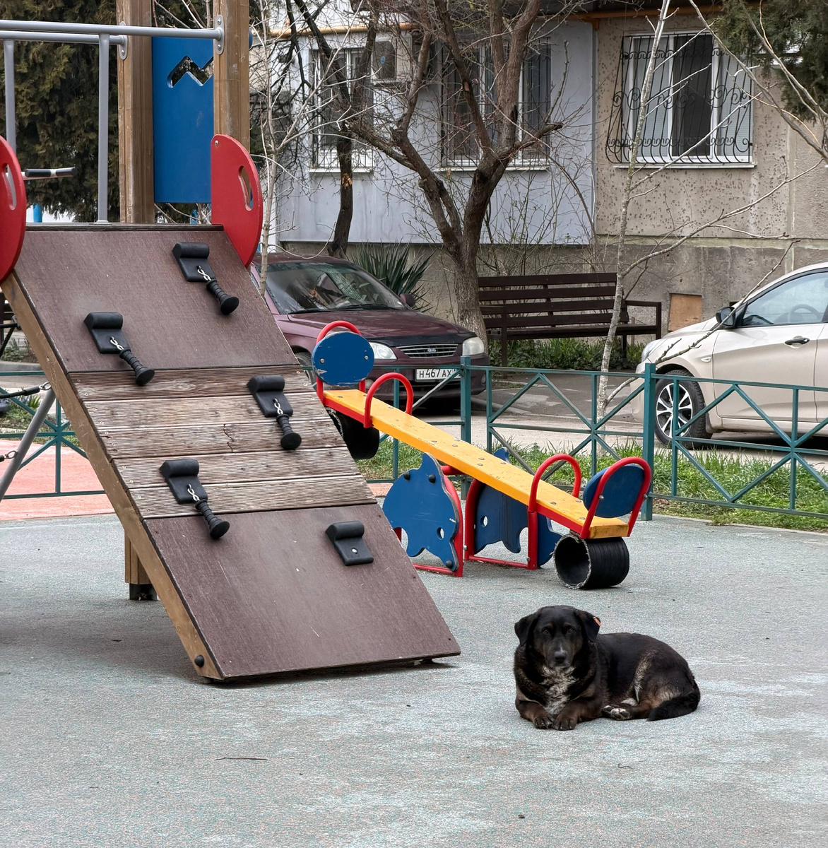 
В 2026 году в Керчи на стерилизацию безнадзорных животных из местного бюджета выделили 500 тысяч рублей. По данным Департамента коммунального хозяйства и капитального строительства администрации города Керчь, в рамках контракта стерилизовано  56 безнадзорных животных. 

Контракт исполнил ИП РЯЗАНЦЕВ С.Н. При этом уточняется: кошки в программу не входят.

Но есть детали, которые вызывают вопросы:

- После процедуры животных не содержат и не пристраивают.
- Возврат прежним владельцам или поиск новых не проводил

Несмотря на ежегодные отчёты и выделение средств, проблема остаётся острой. Животные снова появляются на прежних местах, а безопасность на улицах не растёт.

❓Почему так происходит?

- Достаточно ли контроля за исполнением контракта?
- Почему результаты не видны горожанам?
- Что делать с кошками, которых программа не охватывает?
- Достаточно ли просто стерилизовать, не решая вопрос с дальнейшей судьбой животных?

Получается интересная ситуация: в 2025 году на стерилизацию выделили почти 3 миллиона рублей, что в 6 раз больше, чем в текущем году, а в 2026 году контракт уже заявлен как исполненный, хотя до конца года еще целых 9 месяцев. Неужели всех бездомных собак в Керчи уже стерилизовали и на улицах не появится очередной приплод?

Как вы считаете — что действительно поможет изменить ситуацию?

Жители Керчи могут оставить заявку на отлов животных без владельцев в департаменте коммунального хозяйства и капитального строительства по адресу: ул. Кирова, 15 или по телефону: 7-65-33, а также в ЕДДС Керчи: 6-00-50, 6-10-90, +79789091135.

