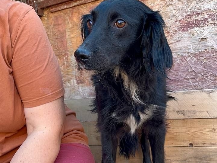 Черри оказалась Пеппой...Уехала сегодня к себе домой...Не первый ее побег ,к сожалению ,"всегда возвращалась а в этот раз нет"...Надеюсь