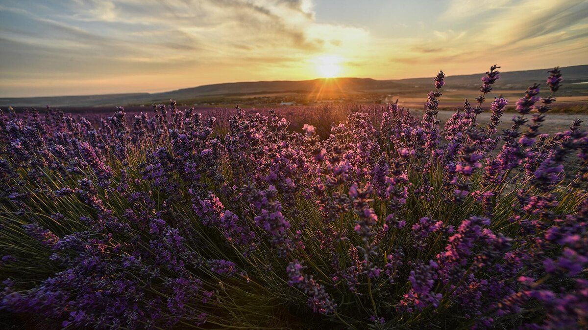 Поля лаванды в Крыму