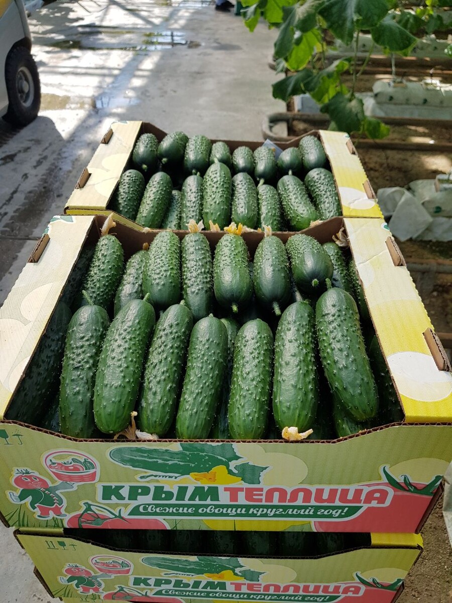 Уражай огурцов Бьёрн F1 нашего тепличного комбината