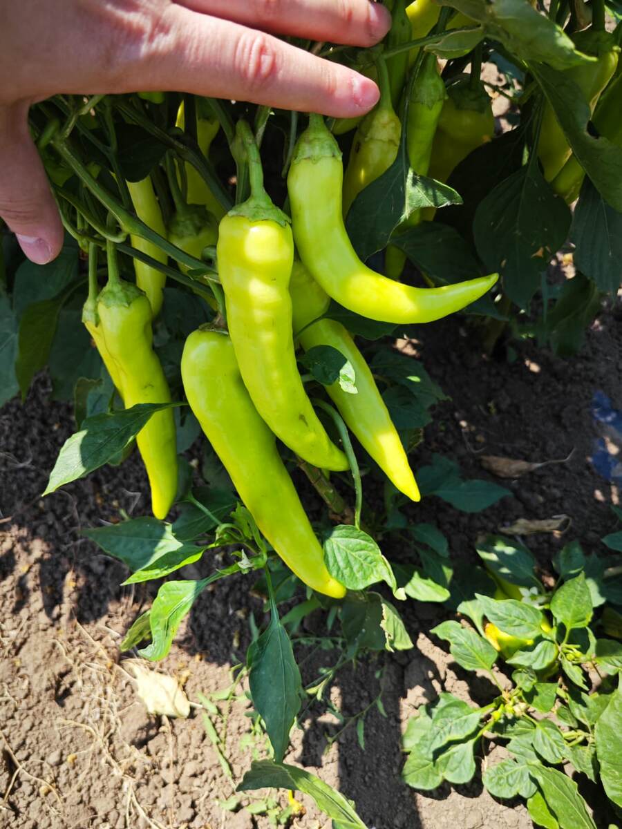 Острый перц Хотстар F1 в поле наших клиентов (с. Болотное, Джанкойский район)