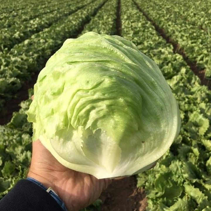 Салат тип Айсберг Гленлана F1 (c. Лекарственное, Симферопольский район)