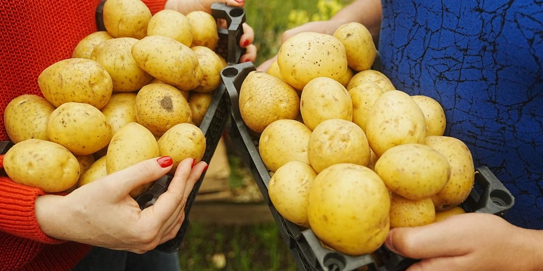 Посадка картофеля: как получить урожай, а не статистическую погрешность