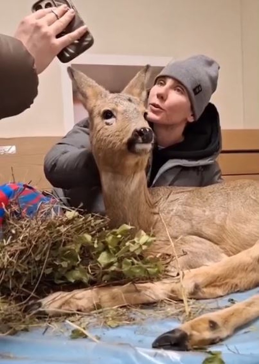 Волонтеры выхаживают животное третий месяц. Фото: группа "ГБР_ZOO_НСК" во "ВКонтакте"