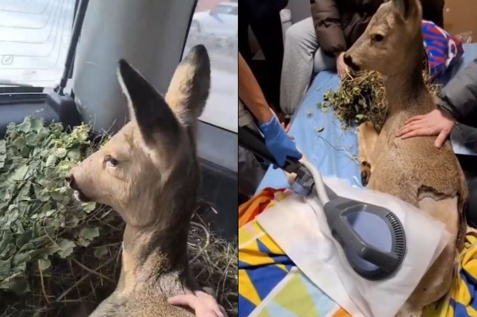 Косуле сделали операцию на позвоночнике. Фото: группа "ГБР_ZOO_НСК" во "ВКонтакте"