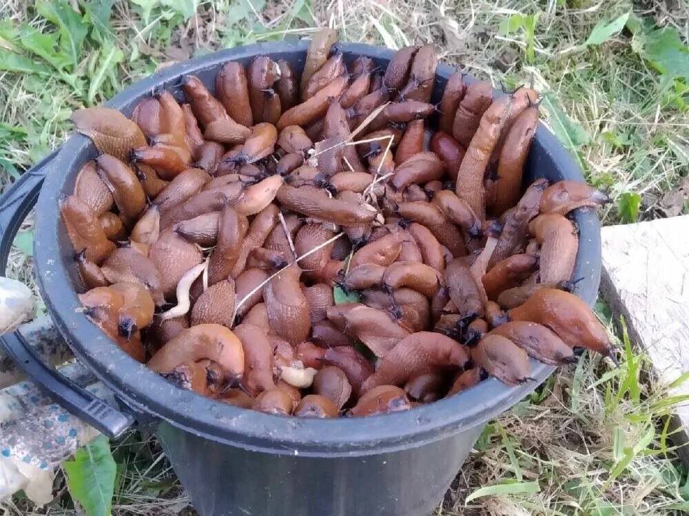 Сбор слизней 