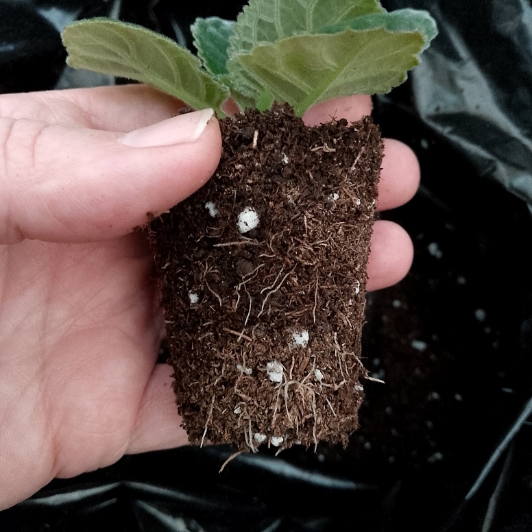 Пора пересадить в более просторную ёмкость