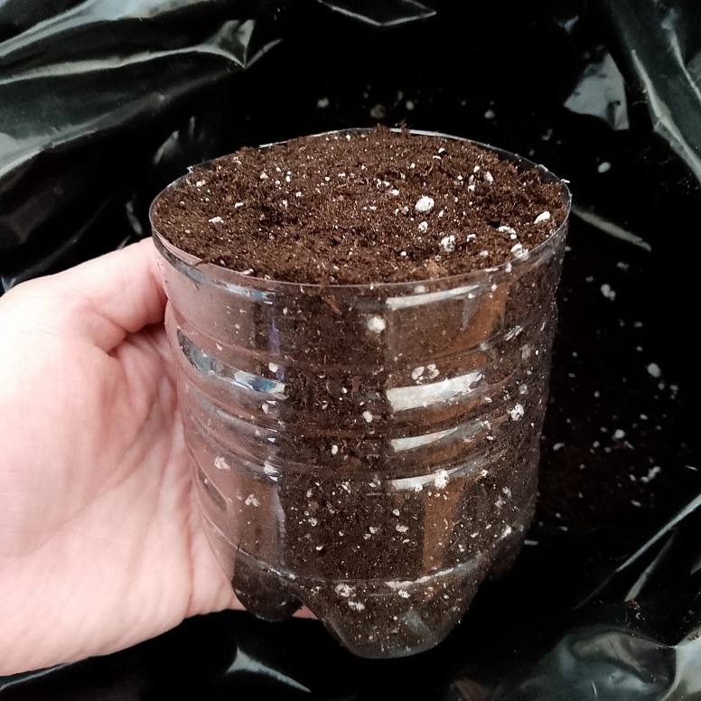 Была пластиковая бутылка, стала горшком для цветка