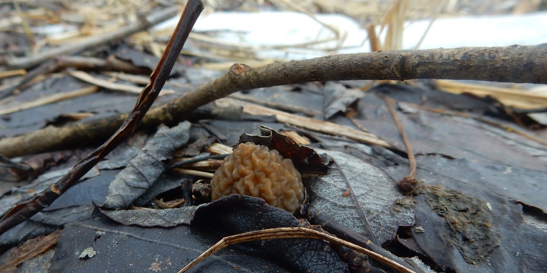 Грибы из под снега! Первые сморчковые шапочки в окружении снежного наста. Смоленская область