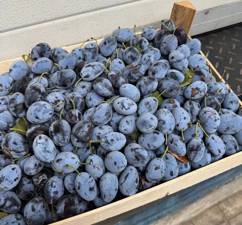    Фото: пресс-служба Северо-Западного межрегионального управления Россельхознадзора