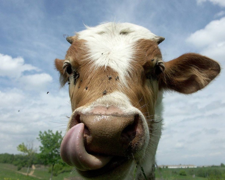     В Курской области накажут рублем за бесконтрольный выпас животных