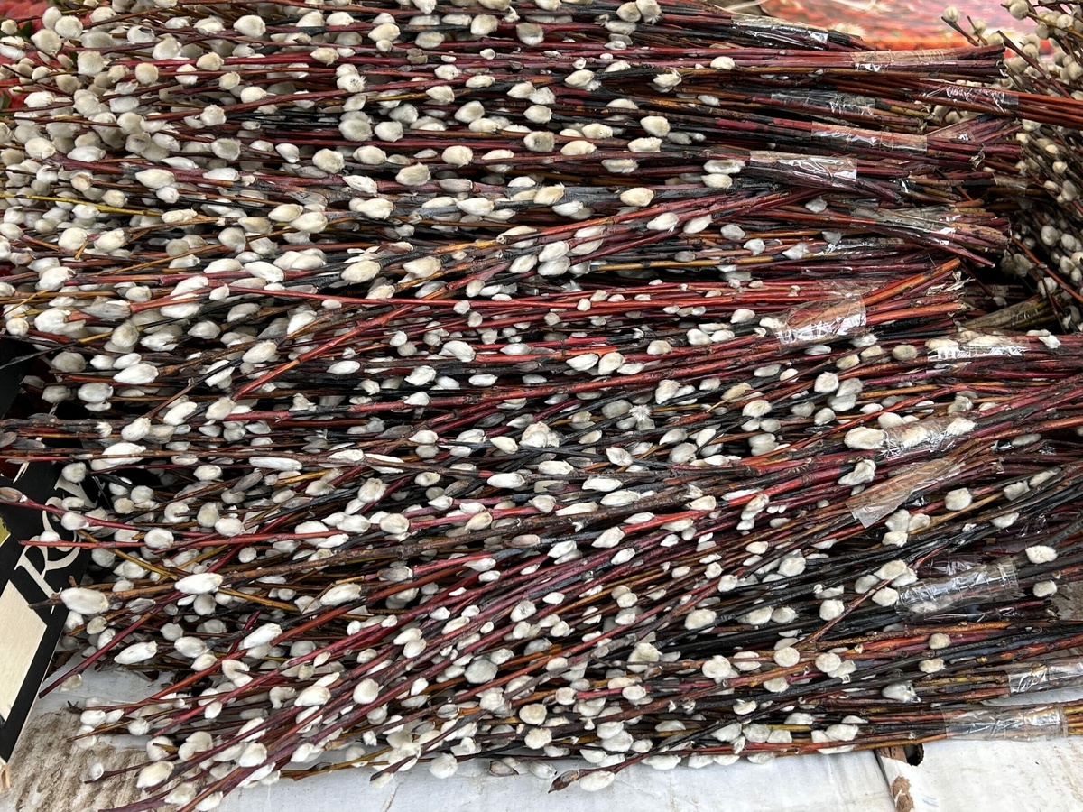 Фото: Neva.Today/Клава Назарова