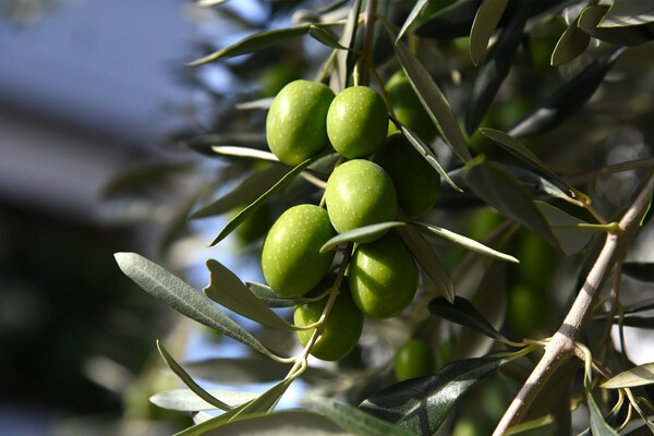 piece_ov_art/Shutterstock/FOTODOM   📷