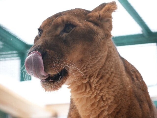    Фото: телеграм-канал "Московский зоопарк"