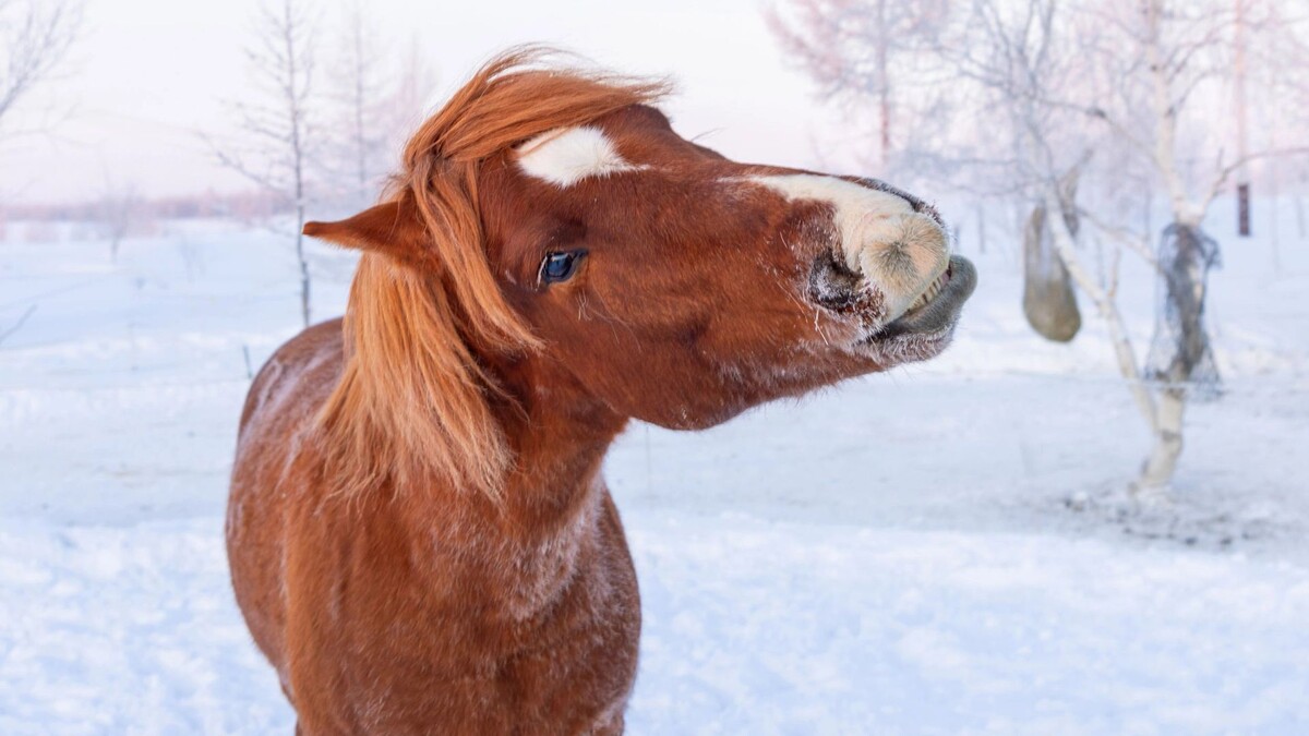    Фото: Федор Воронов/«Ямал-Медиа»