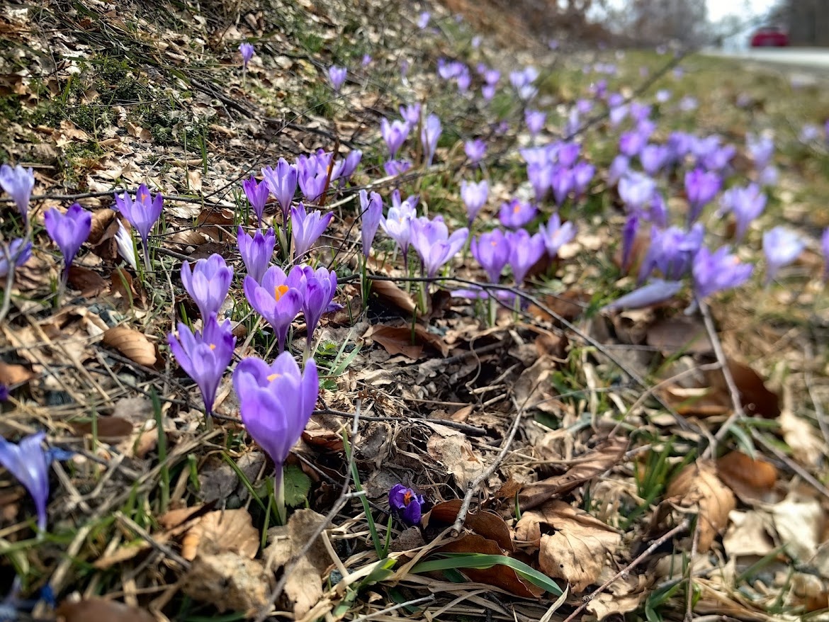 Листайте. В статье будет много галерей с цветами.