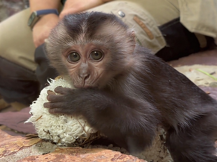     «Конструкция» воссоздает ощущение тепла и мягкости, которое дает деткам мама. Фото: пресс-служба Ленинградского зоопарка