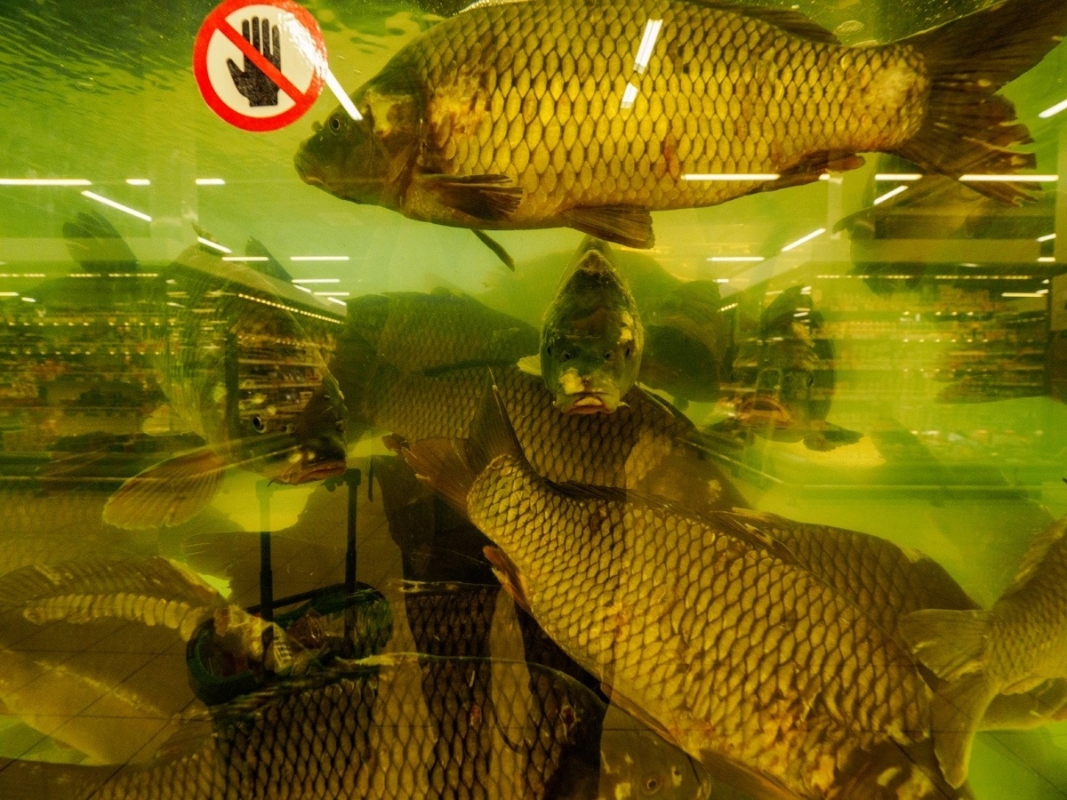    Фото: Александр Губарев Юра Белый