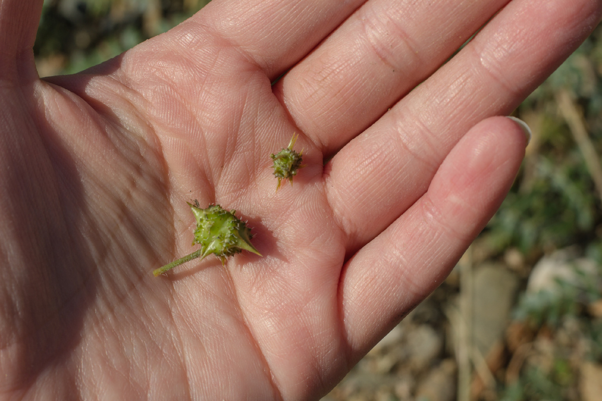 Фото автора, зато якры с кулак и перчатки не помогают, когда выдёргиваещь эту плетушку. 