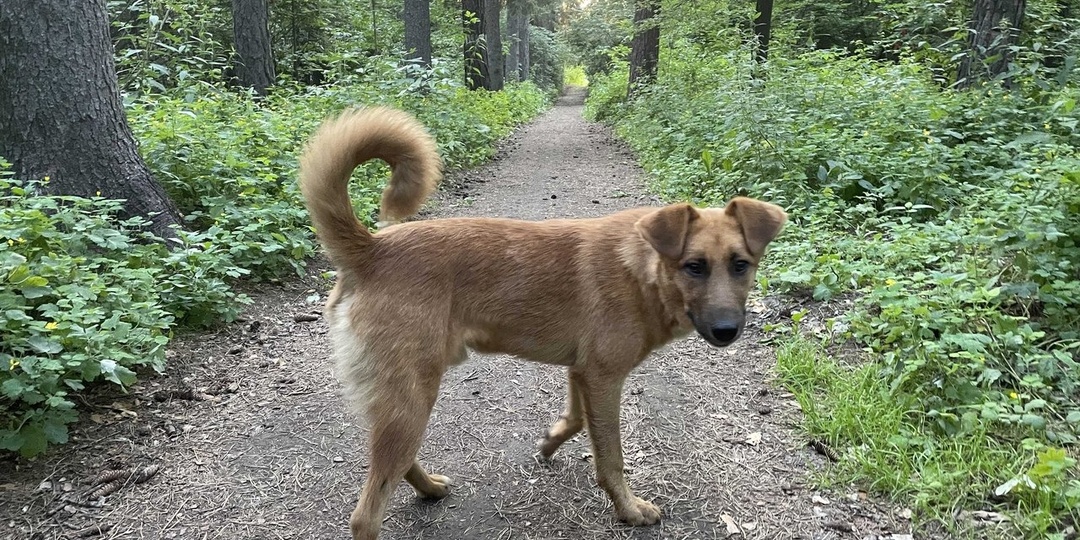 На девочку из Омска второй раз за два года напали бродячие собаки