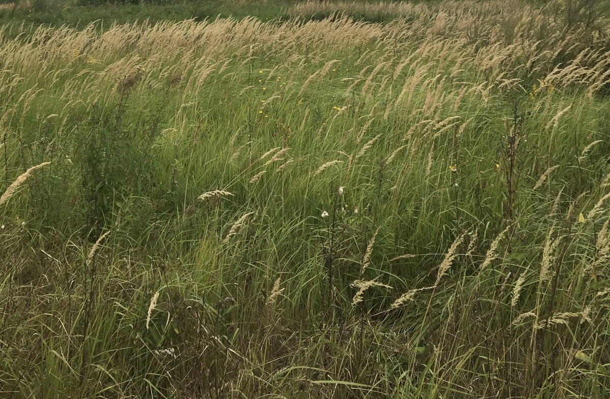 Почти что степь!