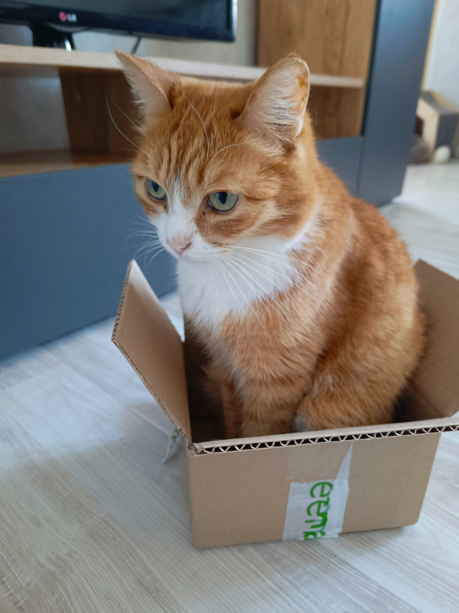 Абрикос в новой коробке. Это я овес купила для них проращивать. Приехал в ней. Фото автора.