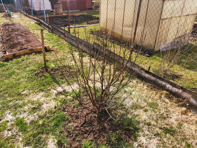    Фото: Лукьянов Дмитрий, AgroXXI.ru