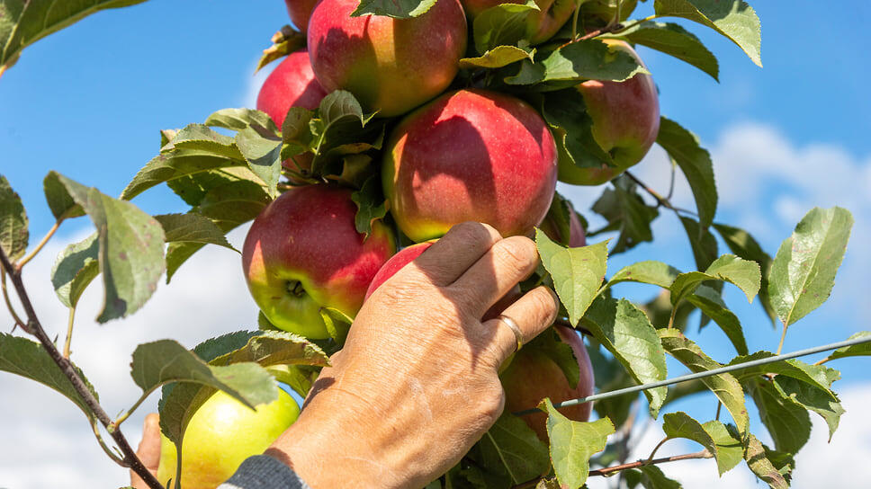 Фото: Олег Харсеев / Коммерсантъ