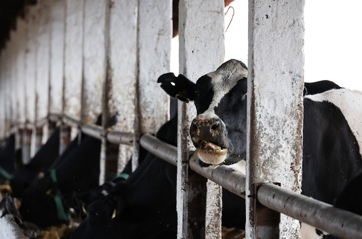   Архивное фото 
Александр Полегенько / ТАСС