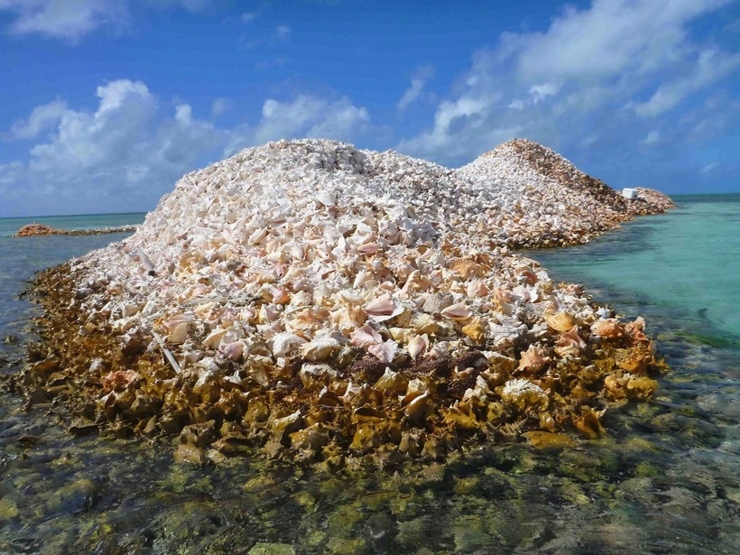 Кучи окаменевших раковин
