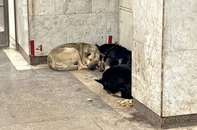    Фото: АиФ/ Марина Ефременко