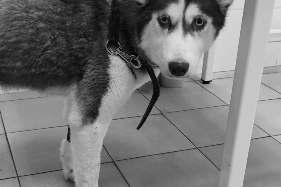    Фото: приют «Хвостатый дом»