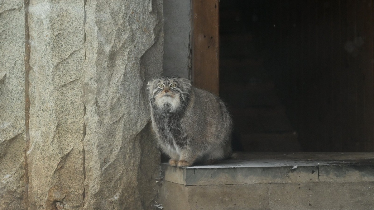    Манул Тимофей не перестает ждать свою судьбу