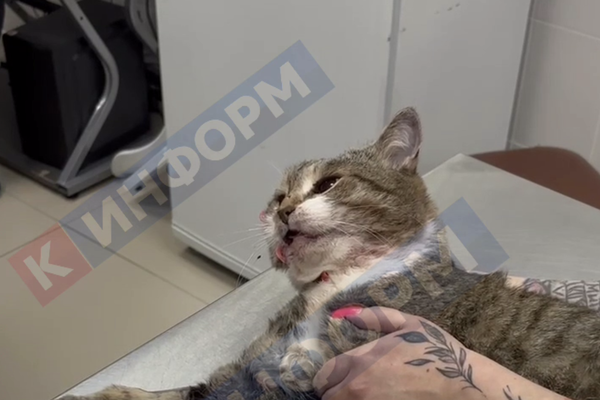 Кадр из видео/Telegram-канал «К-ИНФОРМ СУРГУТ»  📷