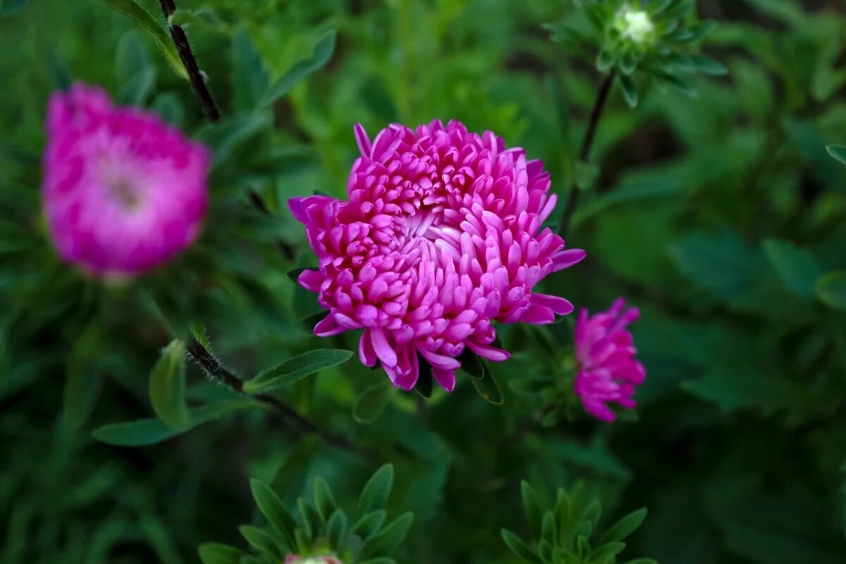    Садовод Акинина рассказала, когда и как сеять астры этой весной
