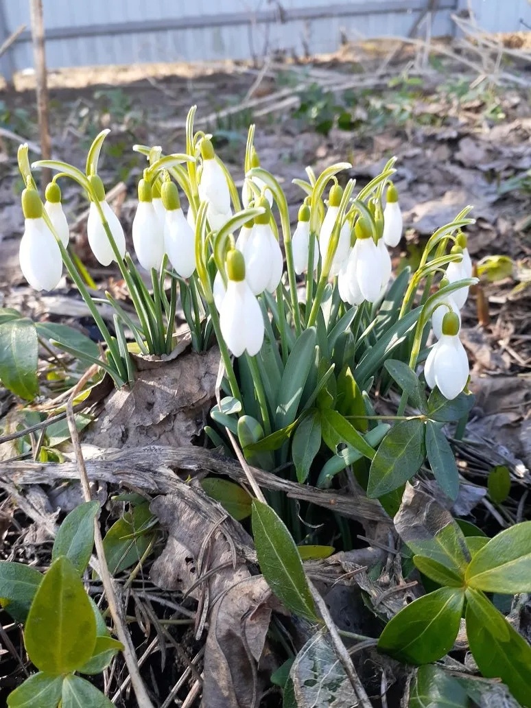 Подснежники и листики барвинка