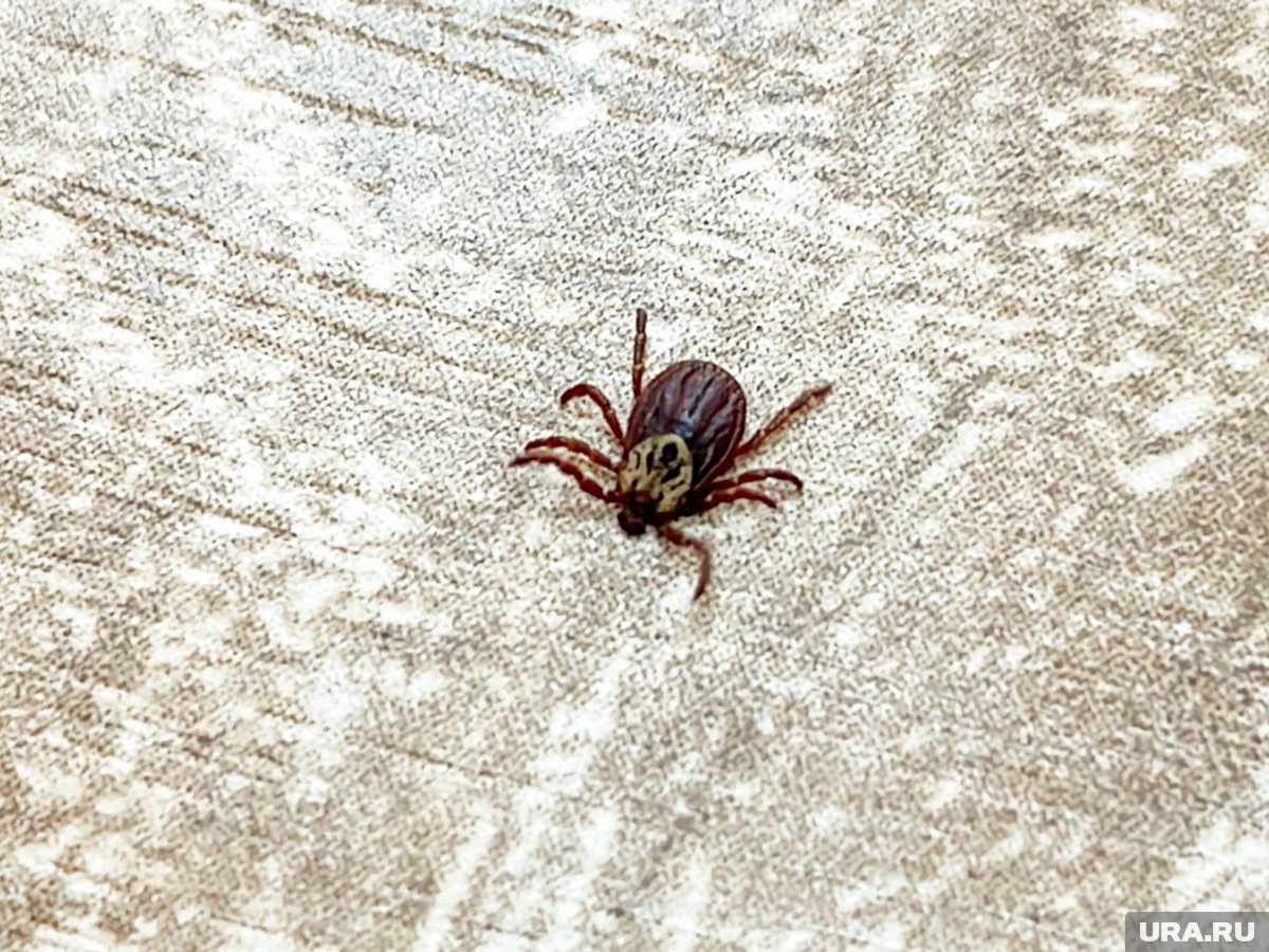     Опасные насекомые уже проснулись после суровой зимы