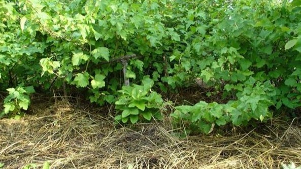 Мульча вместо рыхления — корни целы, влага держится, работы меньше