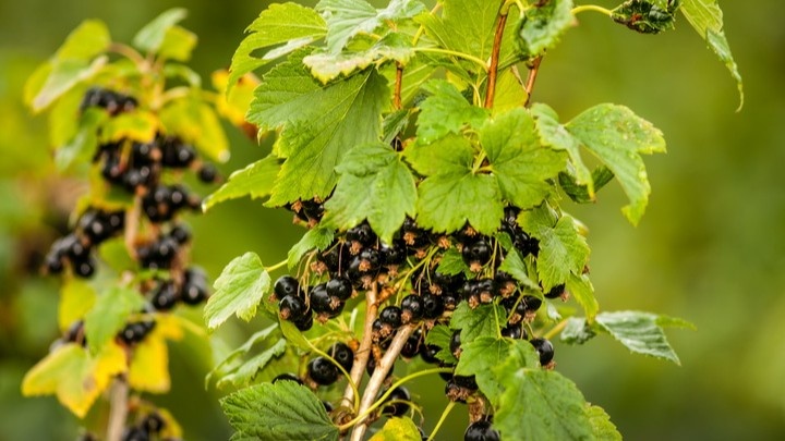 Период завязывания ягод — именно сейчас нужен калий и фосфор, а не ранней весной