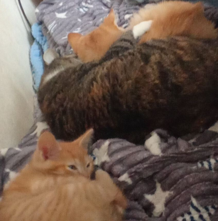 Мелочь, Марта и Нюша (снизу вверх)