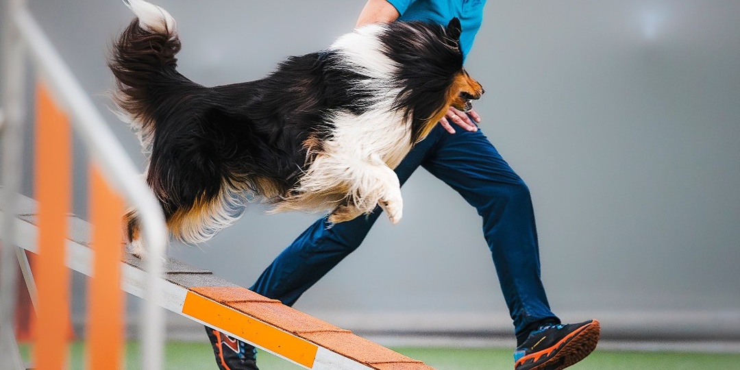 Колли в аджилити. Сезон 2026 - зима-весна.