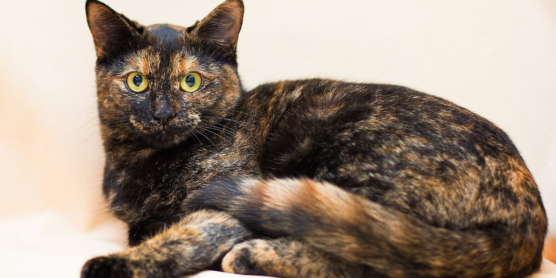 Самая очаровательная черепаховая кошечка ищет дом!