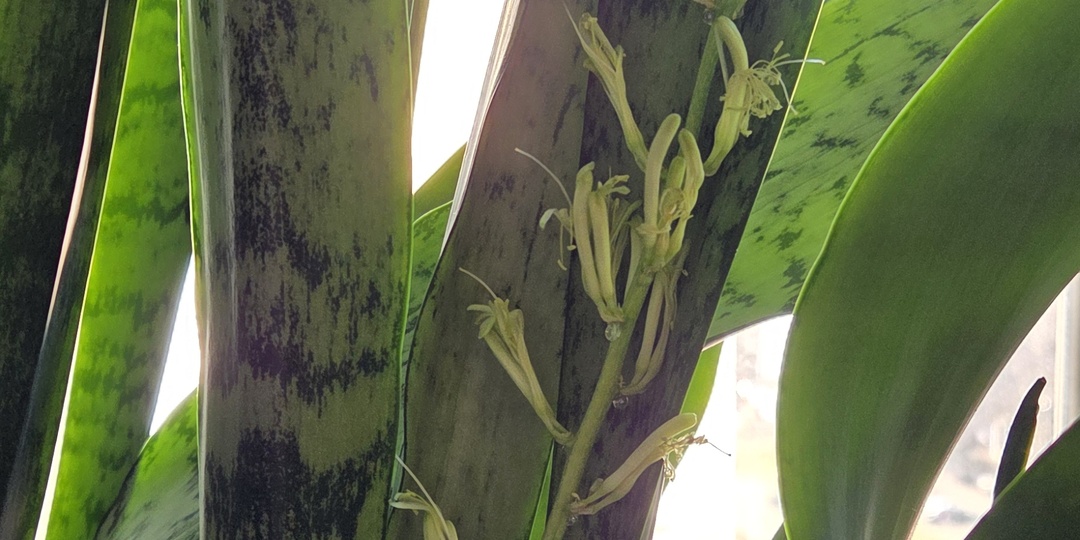 Как цветет сансевиерия (тёщин язык) и почему?