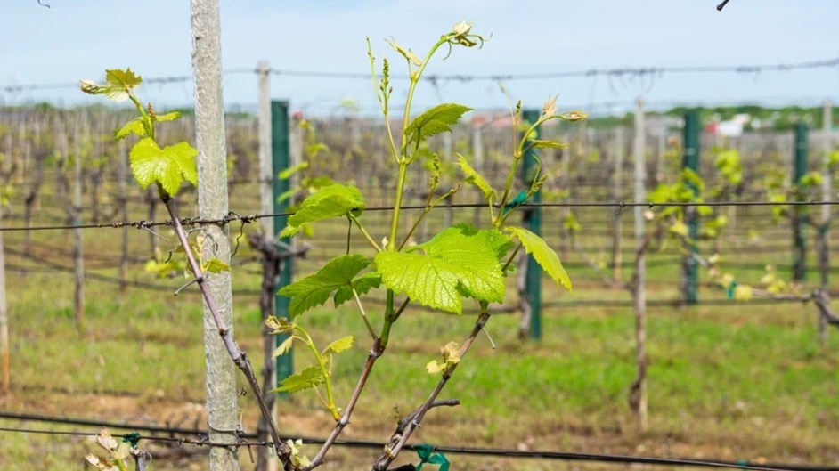 Вот так выглядит куст после правильной зимовки — и именно сейчас важно, кто растет рядом