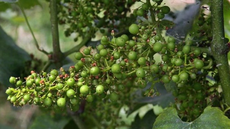 Горошение — один из первых признаков того, что рядом растет что-то лишнее