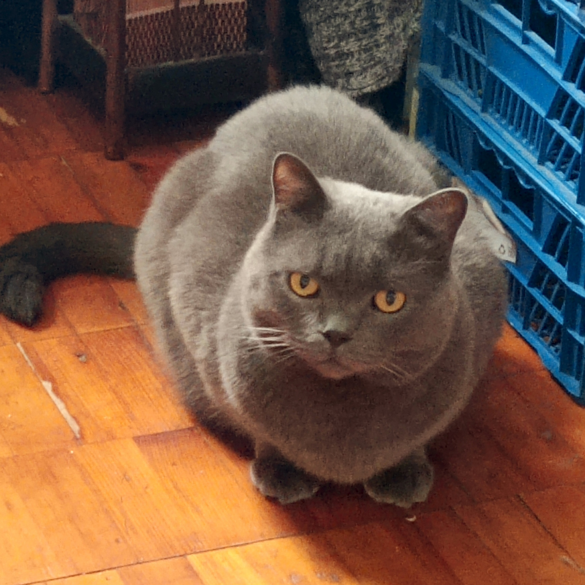 Фото автора, приличный пухляшик, весь в маму, то есть в меня)))