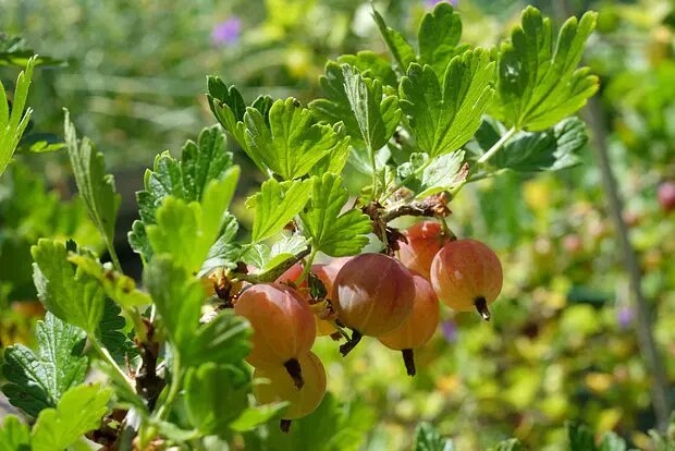    Источник: lenta.ru/ Руслан Титов