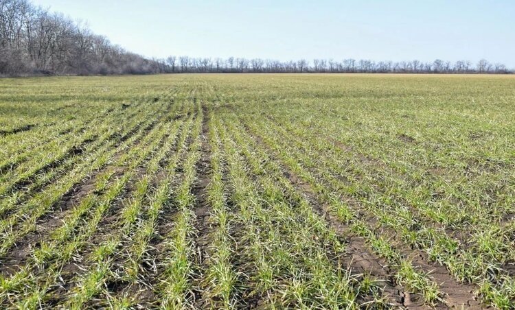    Фото: Служба по связям с общественностью филиала «Донецкий» Российского сельскохозяйственного центра