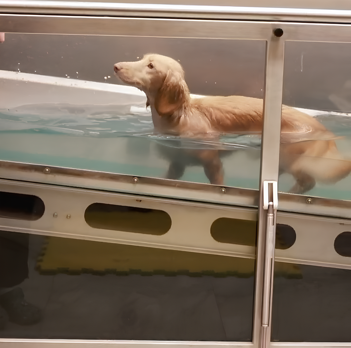 Пациент госпиталя «SKOLKOVO VET» во время гидротерапии на подводной дорожке.