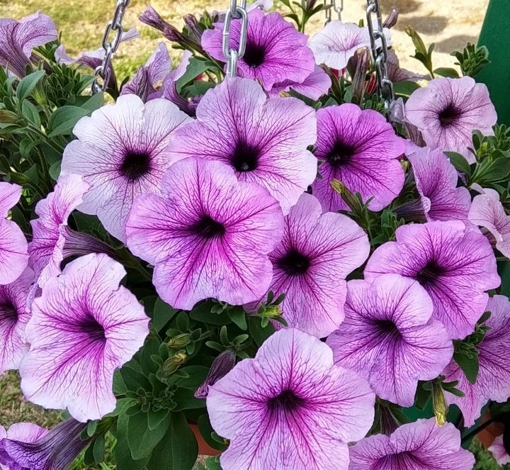 Изи Вейв Плюм Пудинг